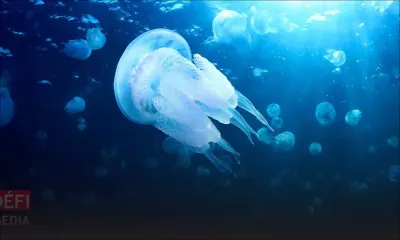 À Belle-Mare : attention aux méduses !