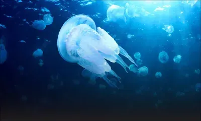 Alerte aux méduses dans l’Est de l’île Maurice