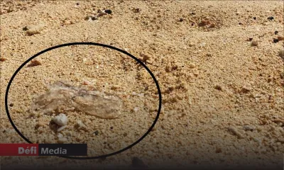 Mont-Choisy : attention aux méduses !