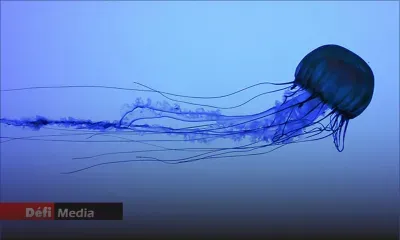 Présence de méduses dans le lagon de Mont Choisy