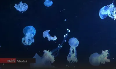 Albion : alerte aux méduses