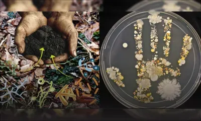 Biotechnologie agricole - Microbes et biofertilisants : une agriculture qui régénère