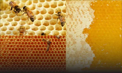 Bras-d'Eau : 240 kilos de miel emportés