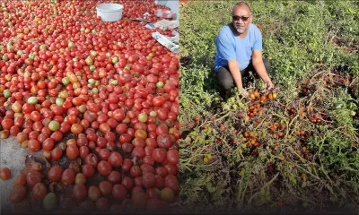 Surplus de pommes d’amour : des planteurs abandonnent leurs récoltes