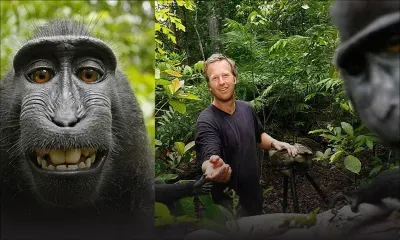 L'humain gagne dans l'affaire du selfie du macaque