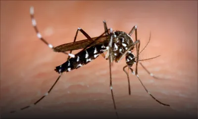 Dengue : nouveau protocole pour le suivi des patients