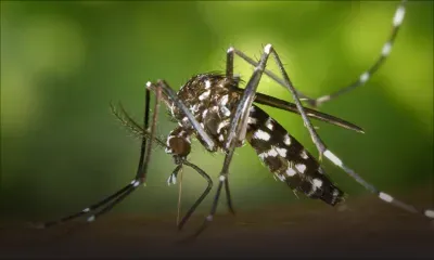 Chikungunya : quatre cas actifs, la vigilance reste de mise