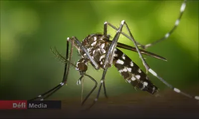 Chikungunya : deux nouveaux cas à Maurice, un premier cas détecté à Rodrigues