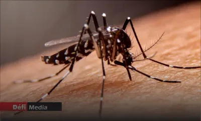 La Réunion : l'épidémie de chikungunya continue de ralentir