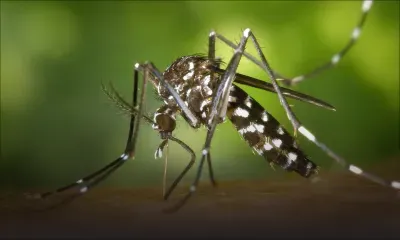 380 cas actifs de dengue 