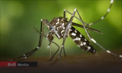 À La Réunion : plus de 1 000 nouveaux cas de chikungunya recensés en un mois