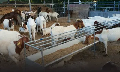 Période festive : boucs et moutons vendus jusqu’à deux fois leur prix