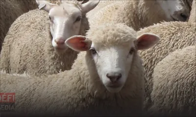 Cheptel local : un système national de contrôle bientôt mis en place