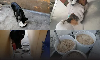 Confinement : les services dans les abris pour animaux de MSaw pas impactés