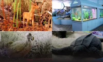 Découvrez le musée d’Histoire naturelle de Port-Louis