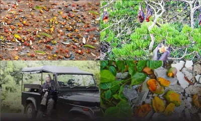 Lutte contre les chauves-souris - Paradoxe écologique : sauver les fruits menace les pollinisateurs