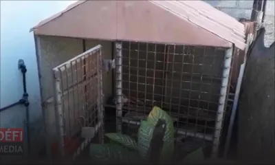 Une mère tente de brûler sa fille de 8 ans : la petite passait la nuit dans une niche 