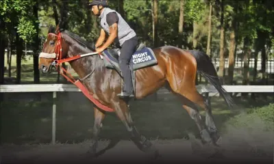 Hippisme : Night Circus victime d’une fracture du bassin