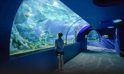 Oceanarium (Odysseo) : la reprise touristique devrait booster les recettes