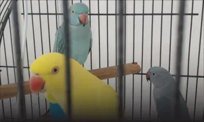 Pamplemousses : trois oiseaux d'une valeur de Rs 106 000 volés