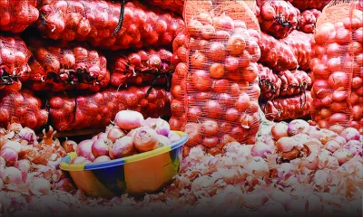 Medine enregistre une production record d’oignons rouges à Cascavelle