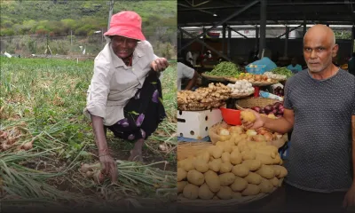 Production locale : 16 000 tonnes de pommes de terre et 6 500 tonnes d’oignons attendues cette année
