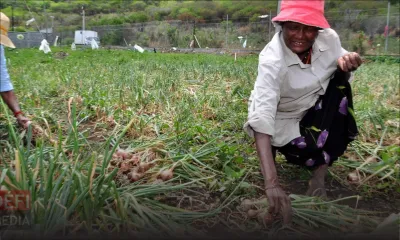 Un don de Rs 10 000 l’arpent pour les cultivateurs d’oignons
