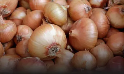 Production locale - Oignons : une récolte estimée à 8 750 tonnes à Maurice cette année