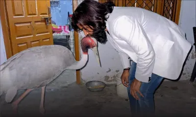 Inde: un agriculteur appelle un zoo à libérer son "ami" à plumes encagé