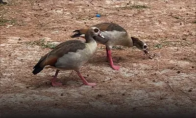 Plage de Wolmar : d’où viennent ces deux oiseaux ?
