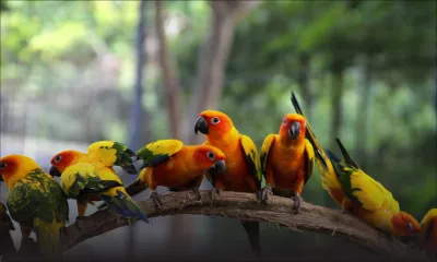 Saisie d’une valise qui contenait 150 oiseaux : le gazouillement des oiseaux interpelle les préposés de l’aéroport