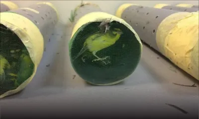 La Réunion : saisie de 407 oiseaux valant Rs 1,2 million en provenance de l’île Maurice