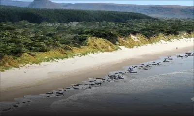 230 cétacés échoués en Australie, "environ la moitié" présumés morts