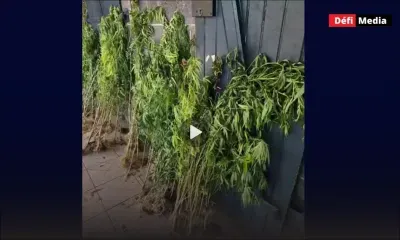 Britannia : plus de 380 plants de cannabis déracinés