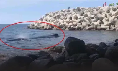 A l’île de la Réunion : opération de sauvetage réussie d’un baleineau 