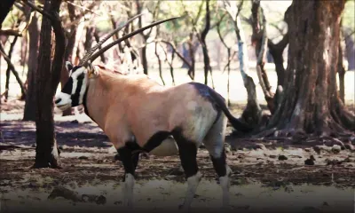 Casela : des oryx débarquent à Maurice