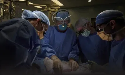 Le rein d'un porc a fonctionné chez un humain, une première mondiale