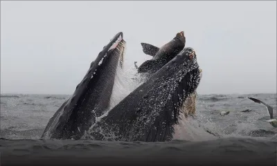 Californie : rare photo d’une otarie se faisant engloutir par une baleine