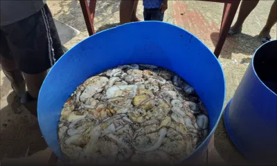 L'interdiction de la pêche au poulpe étendue de deux mois