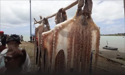 Rodrigues : fin du confinement ce soir, ouverture de la pêche à l’ourite ce jeudi