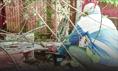 Dengue : des ovitrappes létales à autodissémination installées à Roche-Bois