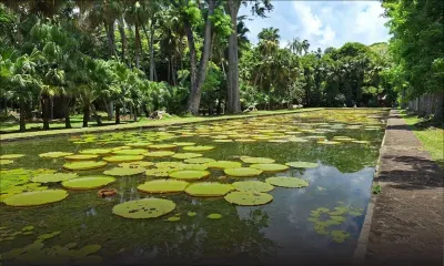 Pamplemousses- oublié au jardin botanique : l’enfant de trois ans autorisé à regagner son centre