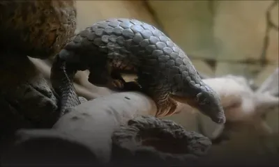 Coronavirus: la Chine suspecte le pangolin d'être la bête noire source de l'épidémie