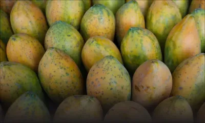 Ti Banane soupçonné du vol de 100 kilos de papayes