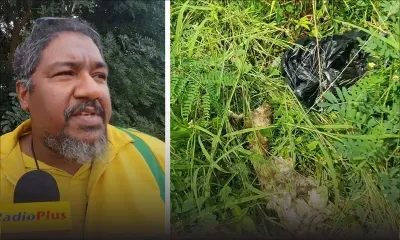 Soupçons de trafic de viande de chien 