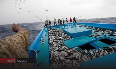 Prorogation du protocole de pêche : Maurice recevra une contribution de 287 500 € de l’UE