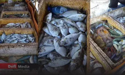 Sudheer Maudhoo encourage la pêche hors lagon