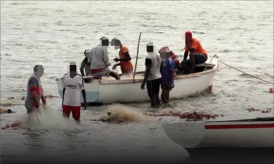 Saison de la pêche à la senne : baisse jusqu’à 25 % du prix du poisson