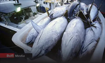 Seafood : la surpêche menace l’industrie du thon