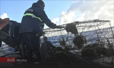 Marée noire/MV Wakashio : la reprise de la pêche en mer dans les régions affectées à partir du 12 décembre